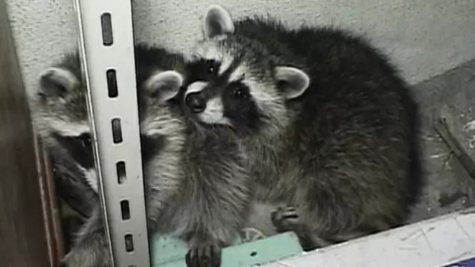 あの可愛いアライグマが野生狂暴化しているなんて Tbsテレビ