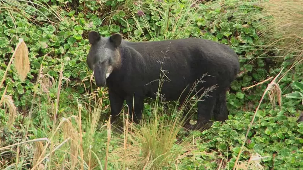 絶滅危惧種のバクが多く住む 世界遺産にある山とは Tbsテレビ