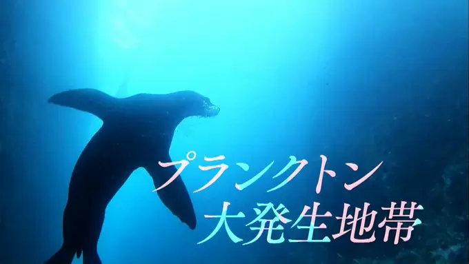 神絶景 世界の水族館と呼ばれるコルテス海の神秘 Tbsテレビ 神絶景 世界の水族館と呼ばれるコルテス海の神秘 Tbsテレビ