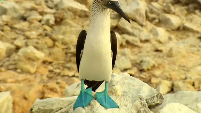 かわいい 青い足の不思議な鳥 Tbsテレビ かわいい 青い足の不思議な鳥 Tbsテレビ