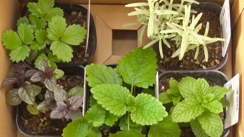 庭ブーム到来 初心者も楽しめる ハーブ が流行っているらしい Tbsテレビ 庭ブーム到来 初心者も楽しめる ハーブ が流行っているらしい Tbsテレビ