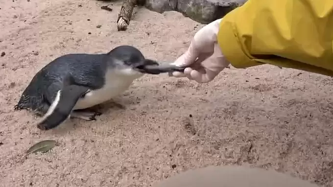 ニュージーランドは不思議なペンギンがいっぱい Tbsテレビ
