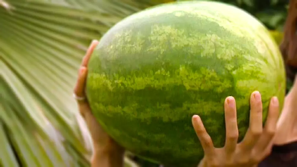 ハワイで見かける大きなスイカを作ったのは日系人 Tbsテレビ