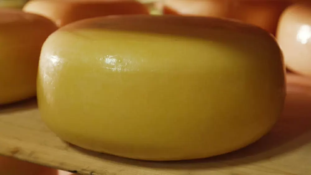 オランダ伝統の ゴーダチーズ が生まれたのには 風車が関係していた Tbsテレビ オランダ伝統の ゴーダチーズ が生まれたのには 風車が関係していた Tbsテレビ