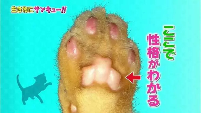 ペットの 肉球性格診断 がすごい ペットの気持ちわかるかも Tbsテレビ ペットの 肉球性格診断 がすごい ペットの気持ちわかるかも Tbsテレビ