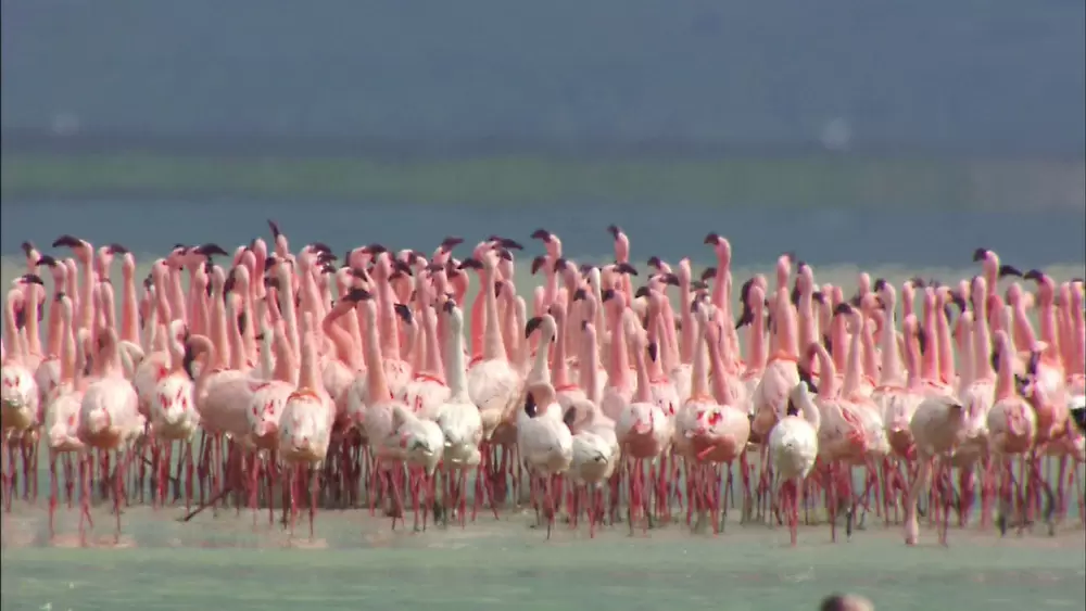 魚もすめない湖に 数万羽ものフラミンゴが集まる謎 Tbsテレビ 魚もすめない湖に 数万羽ものフラミンゴが集まる謎 Tbsテレビ
