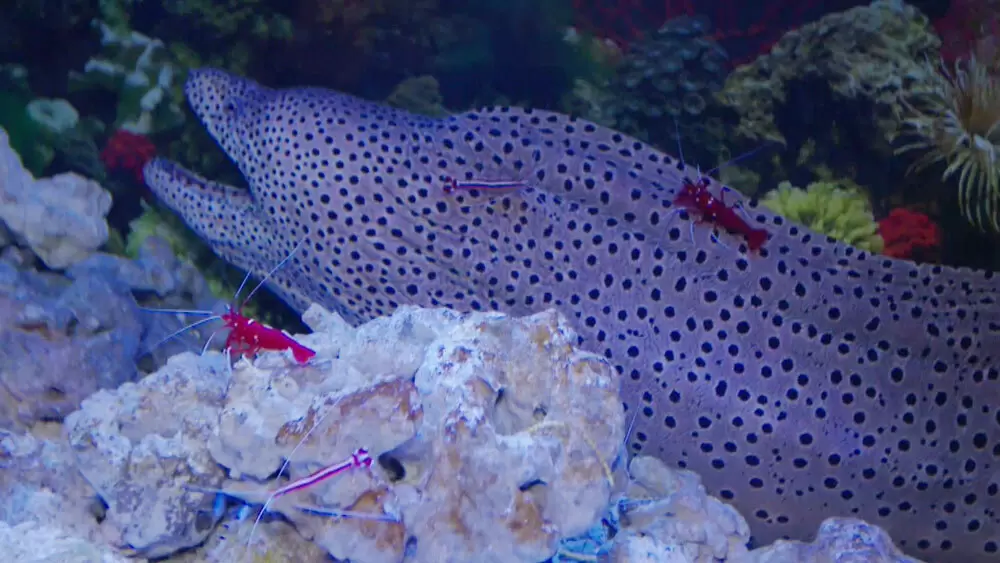 ウツボと小エビが同じケースで暮らす 世界で唯一の エビとカニの水族館 とは Tbsテレビ ウツボと小エビが同じケースで暮らす 世界で唯一の エビとカニの水族館 とは Tbsテレビ