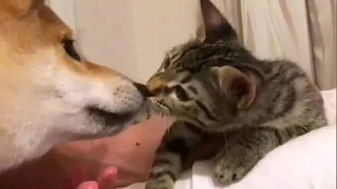 どうすれば犬とネコが仲良くなる 実は Tbsテレビ