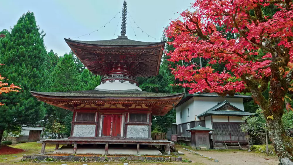 世界遺産』「高野山の四季」約1年かけて8K・4Kカメラで撮影!｜TBSテレビ