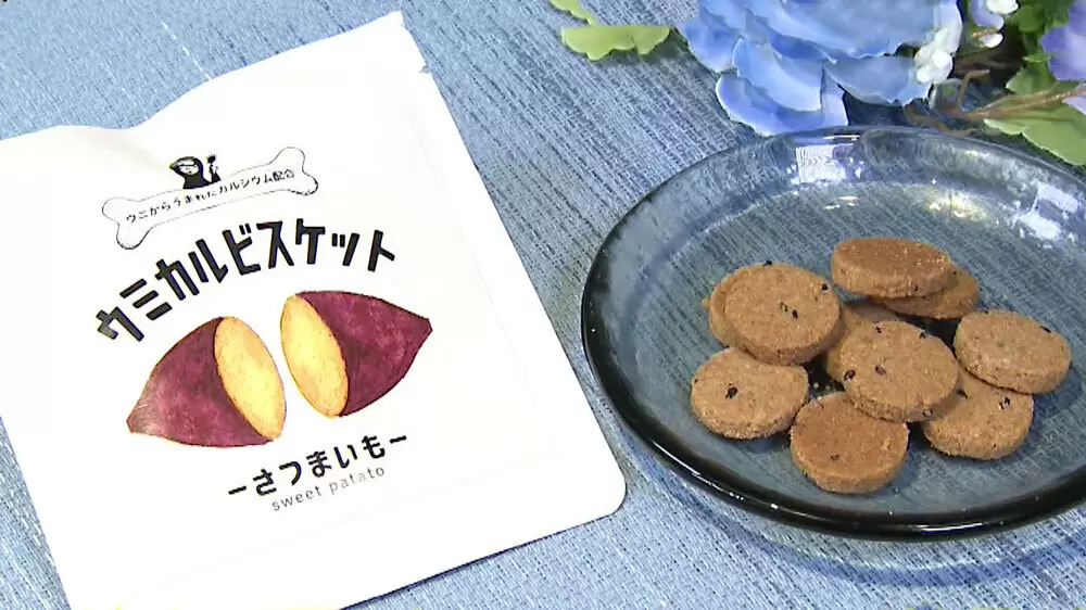 コビトオウサマウニ ウニの殻