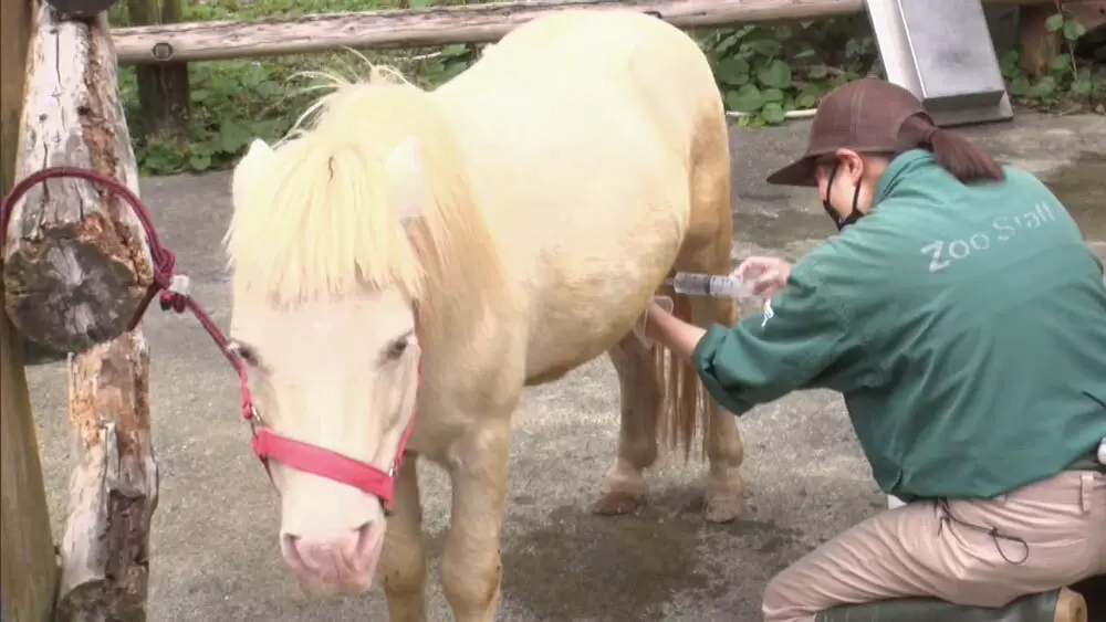 全国人気no 1の動物園 で働く 獣医さんのお仕事に密着 Tbsテレビ 全国人気no 1の動物園 で働く 獣医さんのお仕事に密着 Tbsテレビ