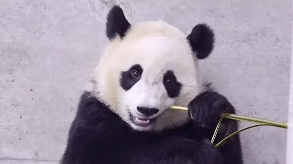 アドベンチャーワールドのパンダ写真 パンダ転がる特集！！🐼』 アドベンチャーワールドのパンダたち