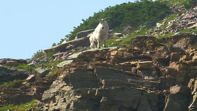 断崖絶壁にヤギ あえて崖の上で暮らす動物たち Tbs世界遺産 Tbsテレビ 断崖絶壁にヤギ あえて崖の上で暮らす動物たち Tbs世界遺産 Tbsテレビ