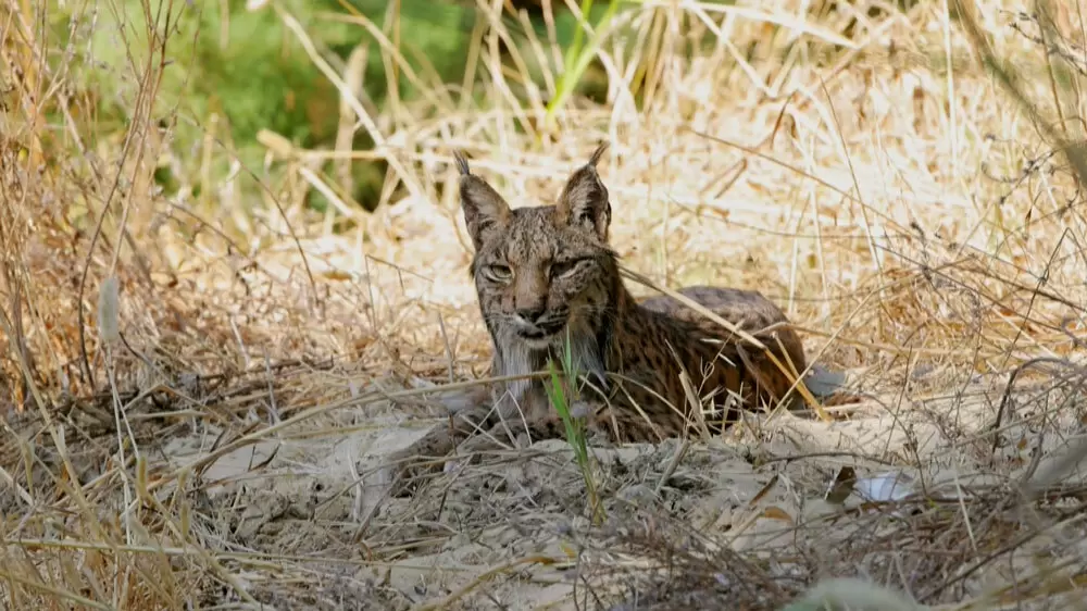 「野生動物の楽園」に生息する“幻のオオヤマネコ”の正体に迫る