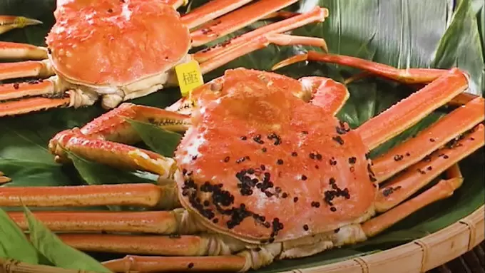 越前ガニで一攫千金 漁師に転職した若者の挑戦 Tbsテレビ 越前ガニで一攫千金 漁師に転職した若者の挑戦 Tbsテレビ