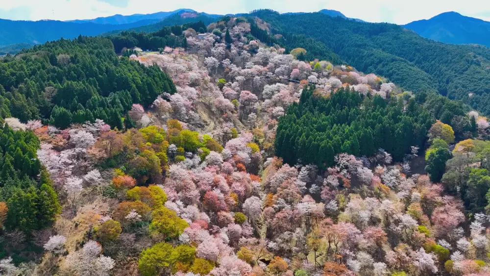 世界遺産』～新春特別企画!四季で巡る日本の聖地～ 自然の彩りや神秘的