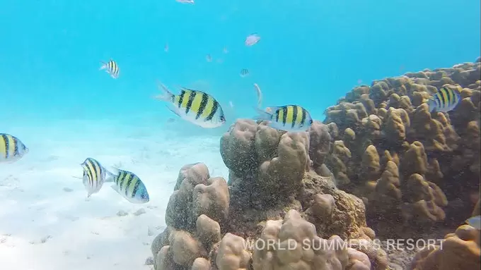 世界のダイバーたちがおすすめするタイ穴場スポット 世界さまぁ リゾート Tbsテレビ