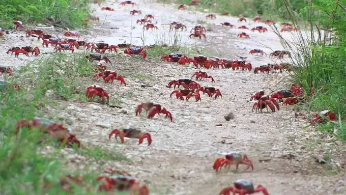 見渡す限りカニだらけ クリスマス島のふしぎ 世界ふしぎ発見 Tbsテレビ 見渡す限りカニだらけ クリスマス島のふしぎ 世界ふしぎ発見 Tbsテレビ
