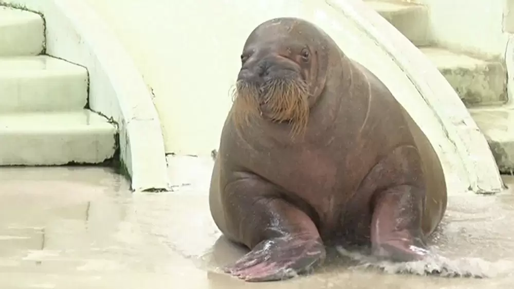 Mr マリックと動物たちのコラボ シーパラの超魔術ショーが面白い 王様のブランチ Tbsテレビ Mr マリックと動物たちのコラボ シーパラの超魔術ショーが面白い 王様のブランチ Tbsテレビ