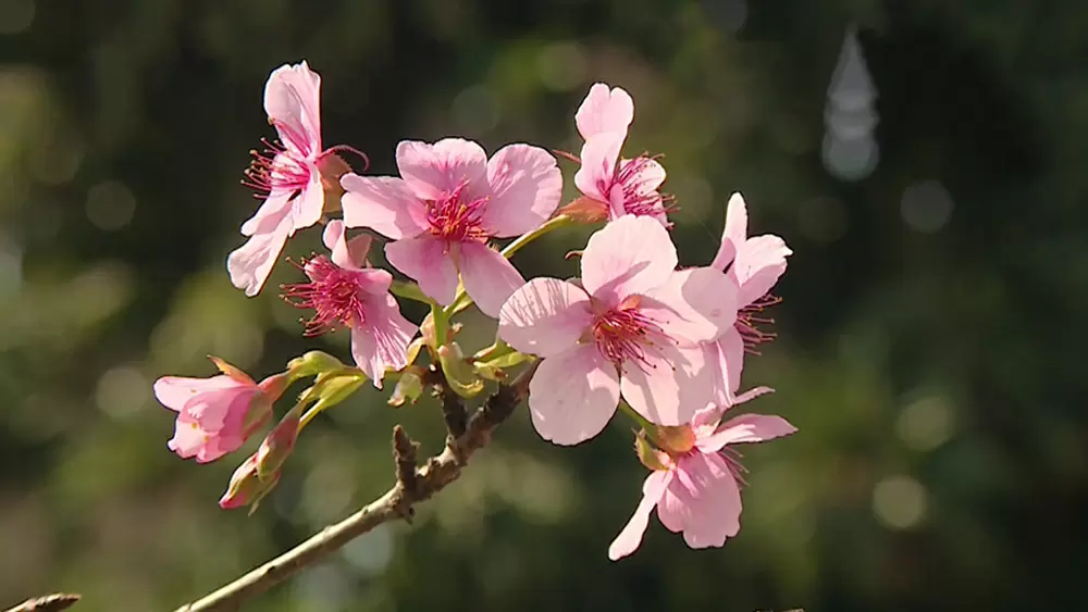 台湾にしかない 桜 がある 幻の桜 を求めて台湾へ 世界ふしぎ発見 Tbsテレビ