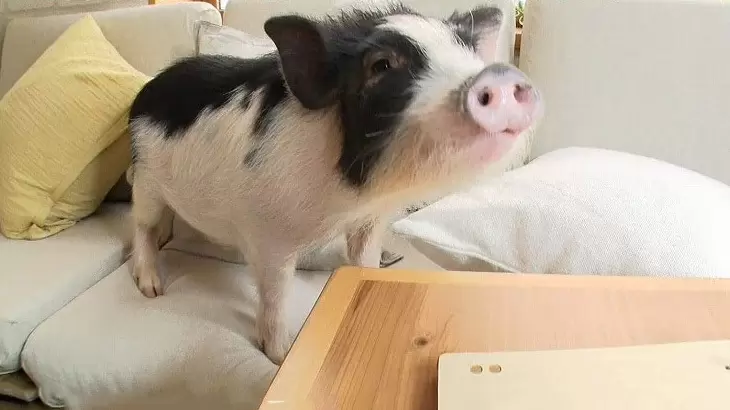 Gwの癒やし 癒される 楽しめる 動物と触れ合いたいときにおすすめのスポット Tbsテレビ