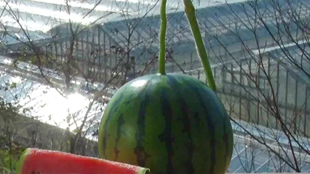 冬でも味わえる驚くほど甘いスイカがあった 坂上 指原のつぶれない店 Tbsテレビ