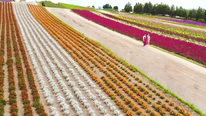 まだまだ暑い季節に 北海道富良野のフォトジェニックなおすすめスポット 王様のブランチ Tbsテレビ まだまだ暑い季節に 北海道富良野のフォトジェニックなおすすめスポット 王様のブランチ Tbsテレビ