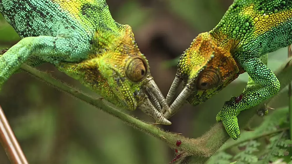 3本ツノのカメレオン 奇妙な生物たちを生み出した山のヒミツ 世界遺産 Tbsテレビ