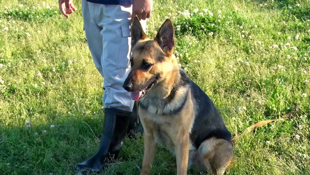 警察犬の約90 はペット 警察犬になるための訓練がすごい Backstage Tbsテレビ