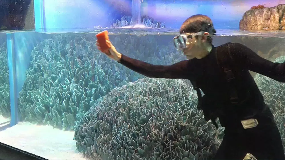 水族館の巨大水槽はどうやって掃除するか知ってますか Backstage Tbsテレビ 水族館の巨大水槽はどうやって掃除するか知ってますか Backstage Tbsテレビ