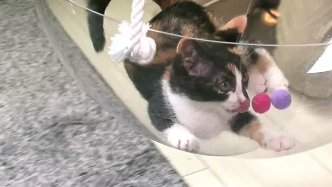 ネコ専用部屋を作った飼い主のアイデアが凄い Tbsテレビ ネコ専用部屋を作った飼い主のアイデアが凄い Tbsテレビ