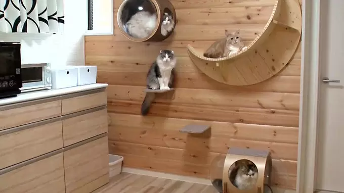 ネコのためのすごいキャットステップ キャットウォーク Tbsテレビ