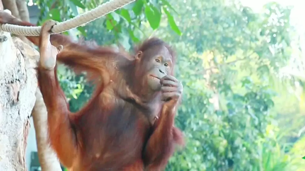 オランウータンと朝食を食べられるスポットがあるって本当 世界さまぁ リゾート Tbsテレビ