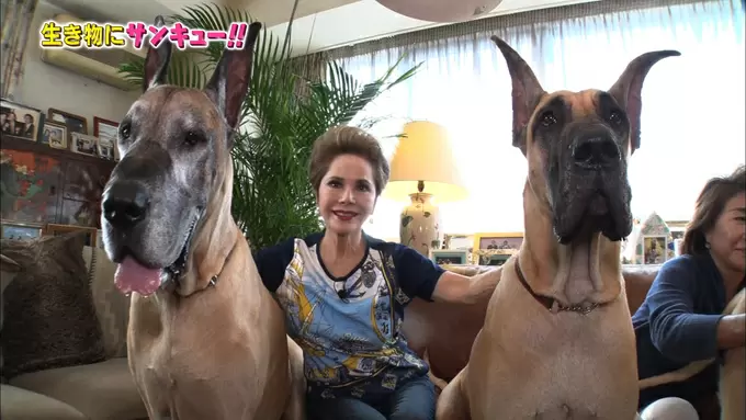 やんちゃな超巨大犬 グレート デーン の登場に デヴィ夫人はどうする Tbsテレビ