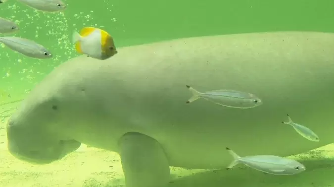 日本でココだけ 人魚のモデル ジュゴン に会える水族館 王様のブランチ Tbsテレビ