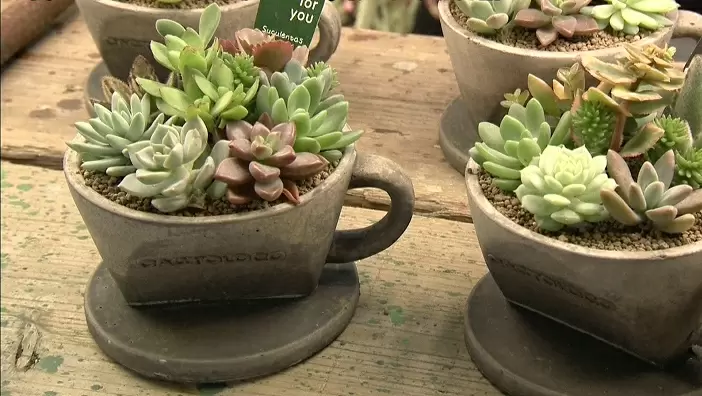 植物に見えるアロマディフューザーも!おしゃれで可愛いインテリア植物たち