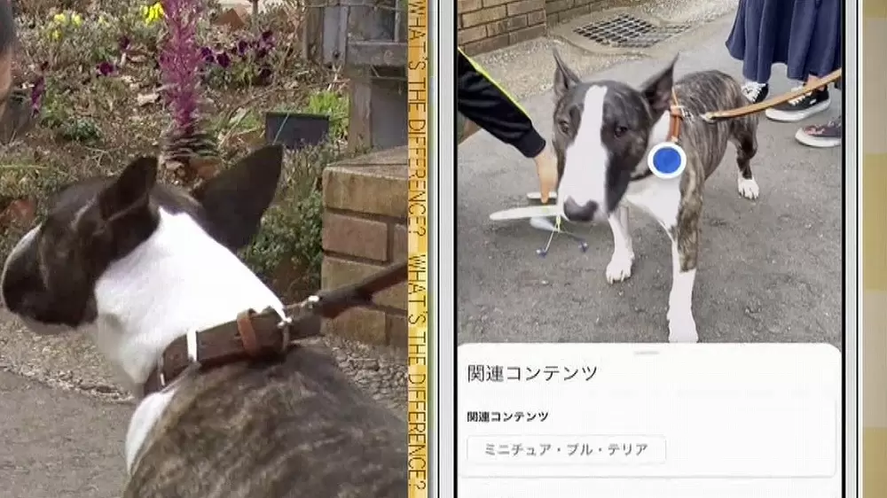 写真を撮るだけで名前も値段も分かる Googleレンズ が超便利 Tbsテレビ 写真を撮るだけで名前も値段も分かる Googleレンズ が超便利 Tbsテレビ