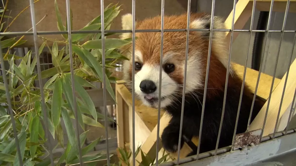 年間4000万円 動物園のエサ代 どの動物にいくらかかっているの Backstage バックステージ Tbsテレビ