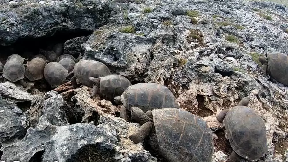 世界最大級のゾウガメが15万頭も生息する、秘境と呼ばれる世界遺産とは