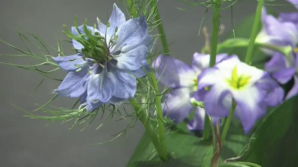 フラワーデザイナー直伝 花瓶ナシでオシャレにお花を飾る3つの裏技 ぴったんこカン カン Tbsテレビ フラワーデザイナー直伝 花瓶ナシでオシャレにお花を飾る3つの裏技 ぴったんこカン カン Tbsテレビ