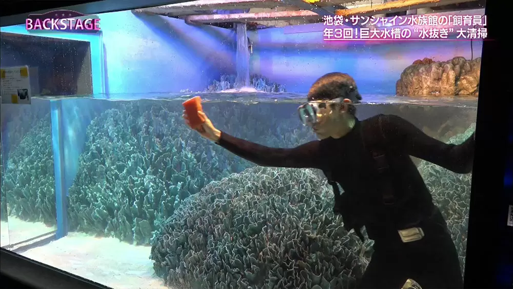 水族館の巨大水槽はどうやって掃除するか知ってますか Backstage Tbsテレビ 水族館の巨大水槽はどうやって掃除するか知ってますか Backstage Tbsテレビ