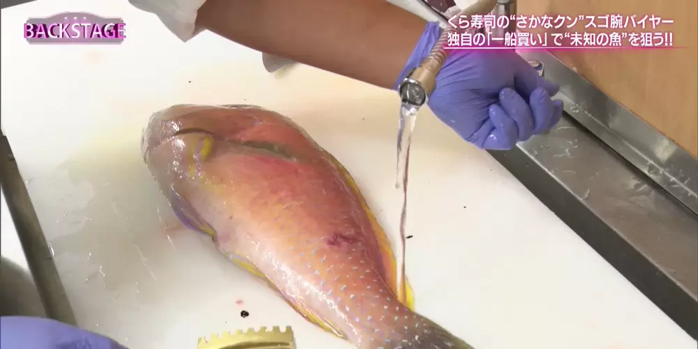 マヒマヒ に みかんぶり くら寿司で 珍しいネタ が食べられるのはナゼ Backstage バックステージ Tbsテレビ マヒマヒ に みかんぶり くら寿司で 珍しいネタ が食べられるのはナゼ Backstage バックステージ Tbsテレビ