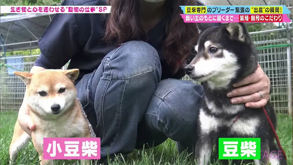 超カワイイ 豆柴 専門ブリーダーのお仕事とは Tbsテレビ 超カワイイ 豆柴 専門ブリーダーのお仕事とは Tbsテレビ