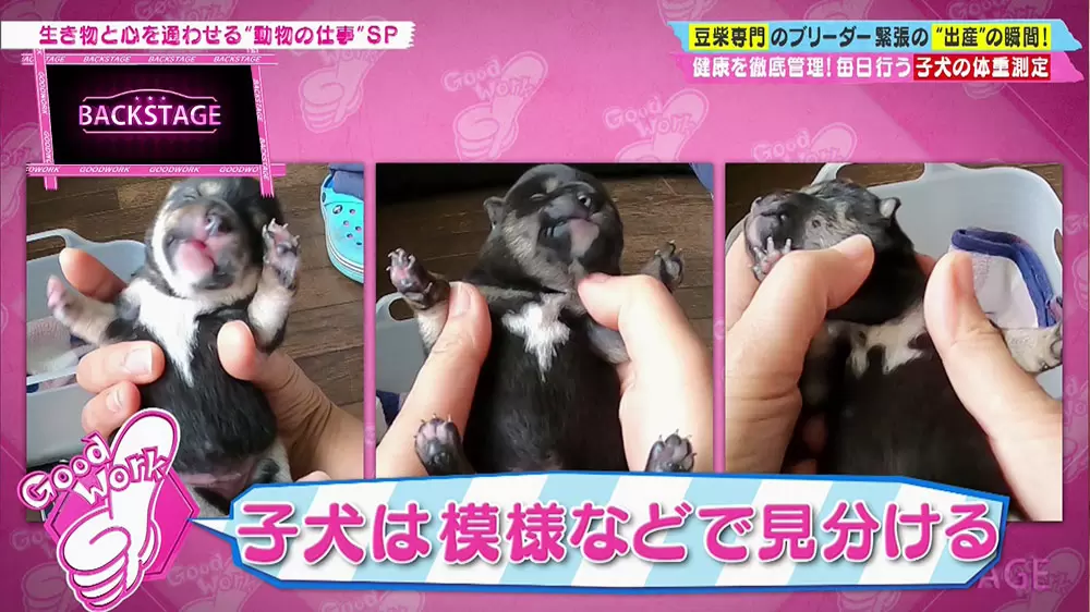 超カワイイ 豆柴 専門ブリーダーのお仕事とは Tbsテレビ