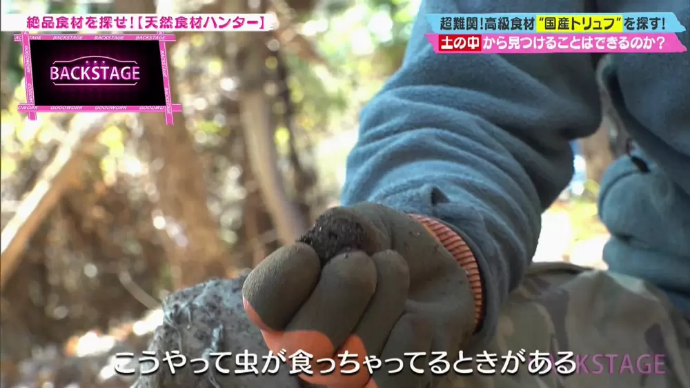 日本で トリュフ が採れるって知ってますか Tbsテレビ