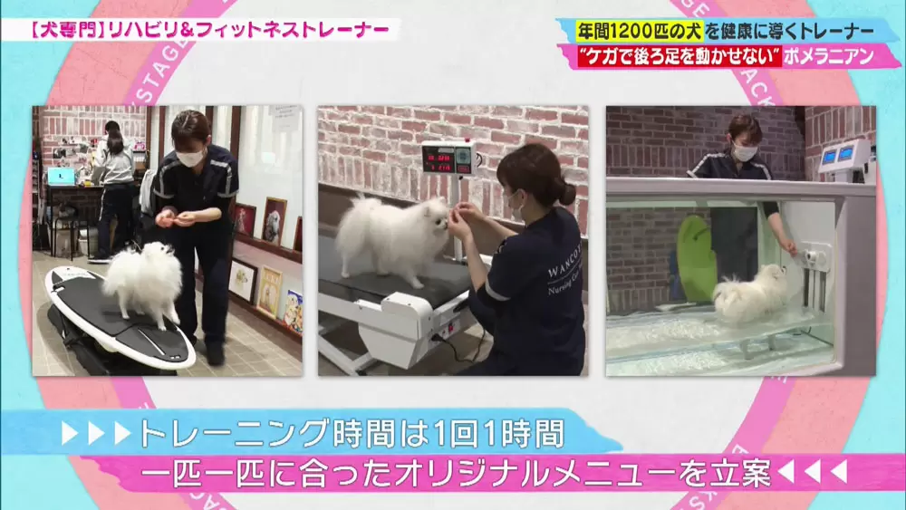 犬専用リハビリ・フィットネスジム