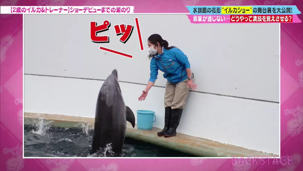 言葉が通じないイルカに、どうやって演技を教えているの?|TBSテレビ