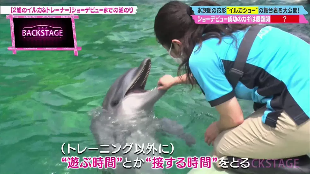 言葉が通じないイルカに どうやって演技を教えているの Tbsテレビ 言葉が通じないイルカに どうやって演技を教えているの Tbsテレビ