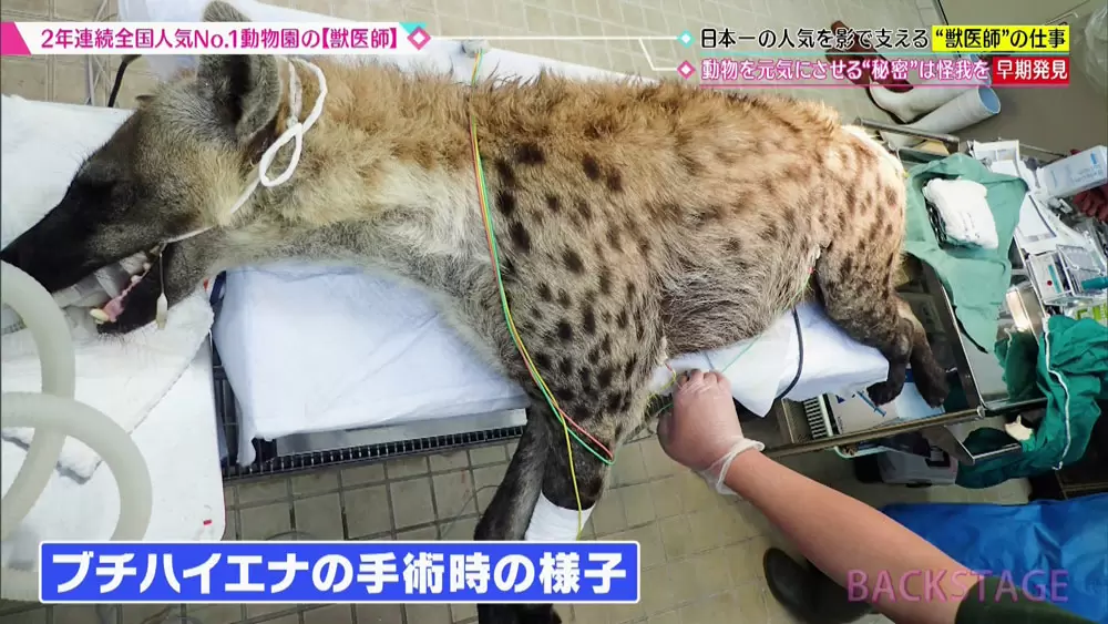 全国人気no 1の動物園 で働く 獣医さんのお仕事に密着 Tbsテレビ 全国人気no 1の動物園 で働く 獣医さんのお仕事に密着 Tbsテレビ