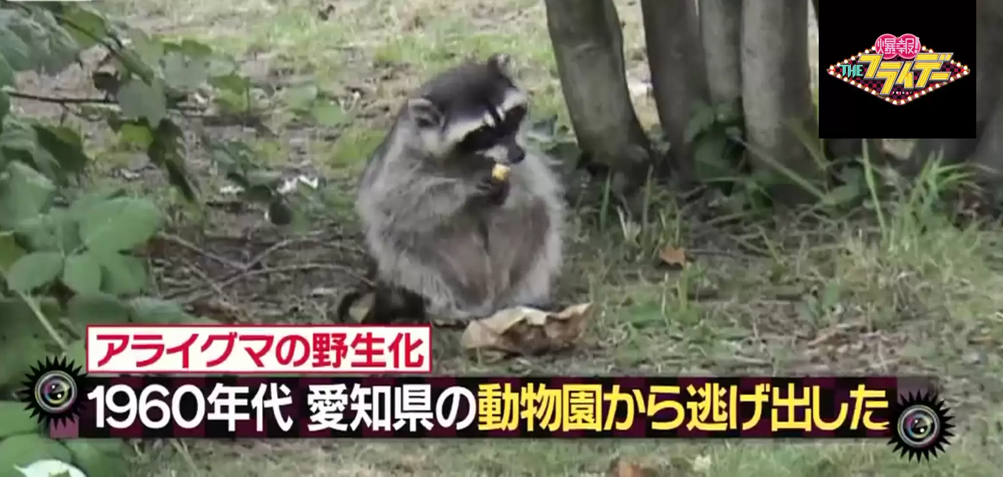 あの可愛いアライグマが野生狂暴化しているなんて Tbsテレビ
